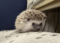 ハリネズミ(当店産ベビー:パイド♀ )の画像1