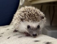 ハリネズミ(当店産ベビー:パイド♀ )の画像2