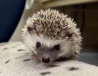 ハリネズミ(当店産ベビー:パイド♀ )の画像6