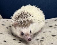 ハリネズミ（国産：パイド♂）の画像3