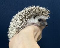 ハリネズミ(当店産ベビー:パイド♀ )(copy)の画像1