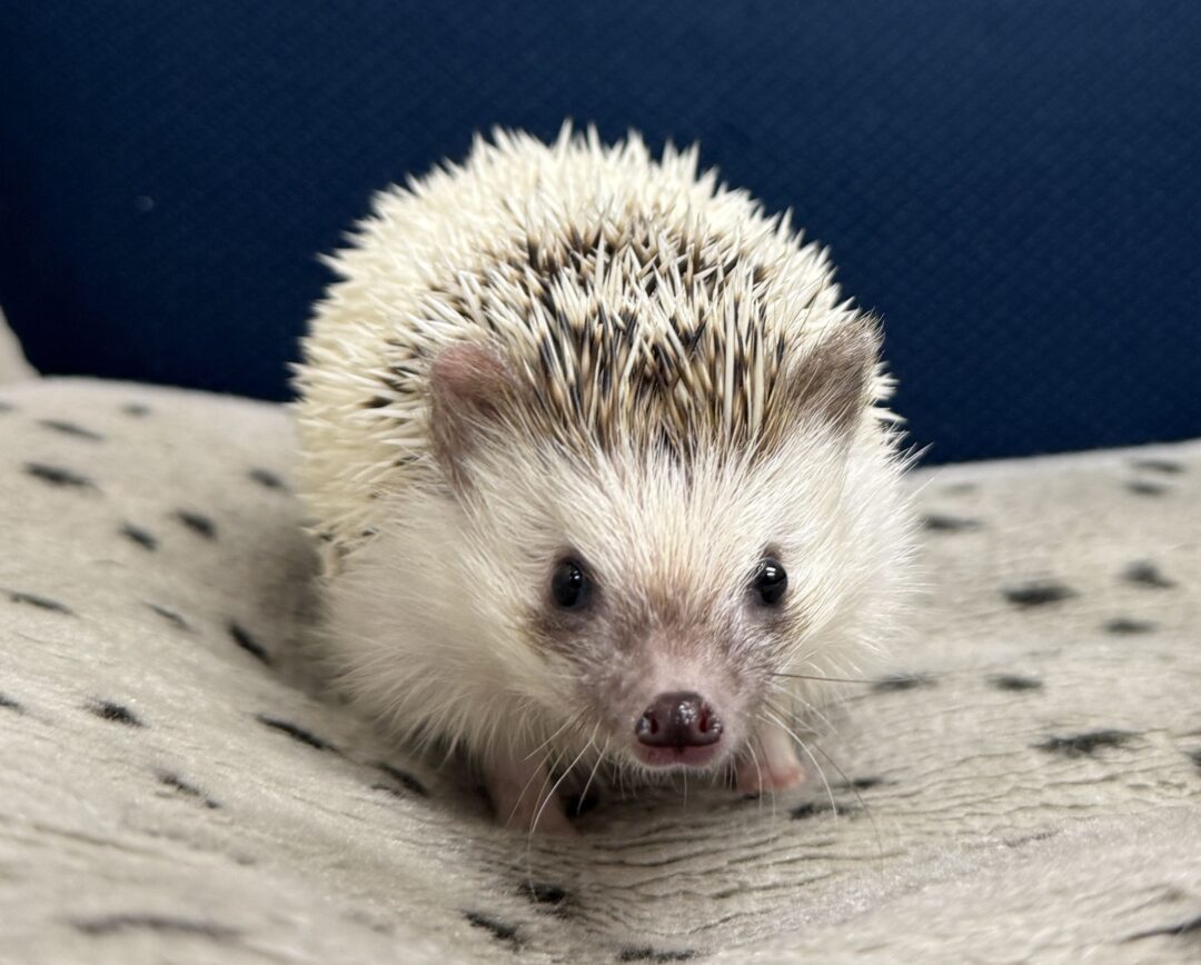 ハリネズミ（国産：パイド♂）のメイン画像