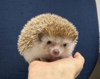 ハリネズミ（カナダ産：シナモン♀ ）超懐っこいです♪の画像2