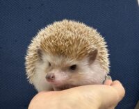 ハリネズミ（カナダ産：シナモン♀ ）超懐っこいです♪の画像6