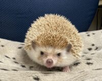 ハリネズミ（カナダ産：シナモン♀ ）超懐っこいです♪の画像8