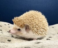 ハリネズミ（カナダ産：シナモン♀ ）超懐っこいです♪の画像4