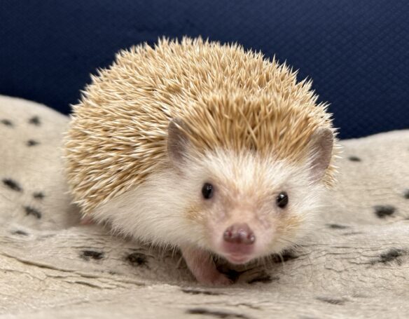 ハリネズミ（カナダ産：シナモン♀ ）超懐っこいです♪のメイン画像