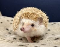 ハリネズミ（カナダ産：シナモン♀ ）超懐っこいです♪の画像11