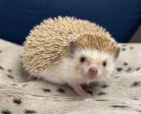 ハリネズミ（カナダ産：シナモン♀ ）超懐っこいです♪の画像3