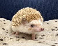 ハリネズミ（カナダ産：シナモン♀ ）超懐っこいです♪の画像7