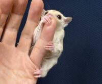 フクロモモンガの画像2