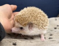 ハリネズミ（カナダ産：シナモン♀ ）超懐っこいです♪の画像5