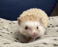 ハリネズミ（カナダ産：シナモン♀ ）超懐っこいです♪の画像8