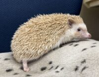 ハリネズミ（カナダ産：シナモン♀ ）超懐っこいです♪の画像9