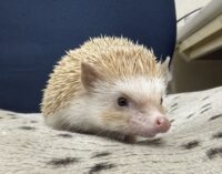 ハリネズミ（カナダ産：シナモン♀ ）超懐っこいです♪の画像10