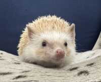 ハリネズミ（カナダ産：シナモン♀ ）超懐っこいです♪の画像6