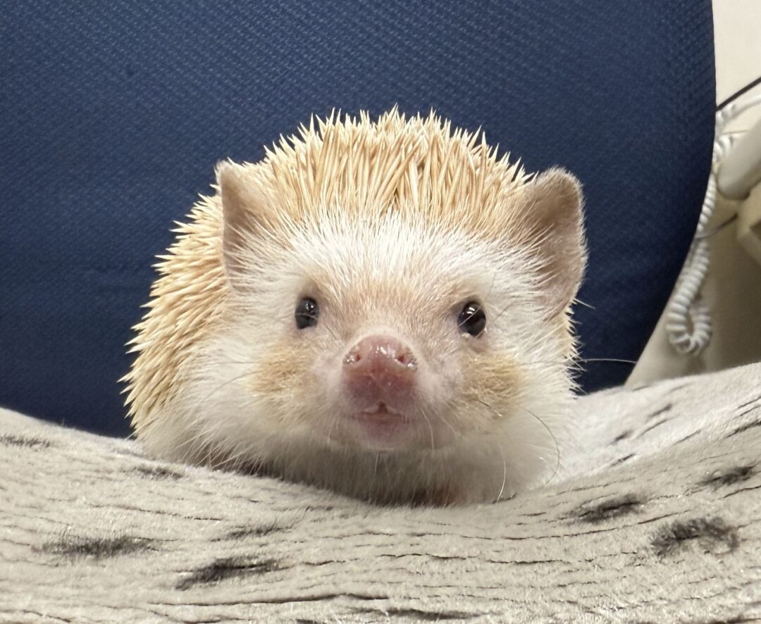 ハリネズミ（カナダ産：シナモン♀ ）超懐っこいです♪のメイン画像