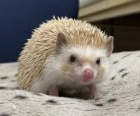 ハリネズミ（カナダ産：シナモン♀ ）超懐っこいです♪の画像1