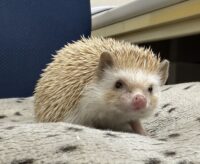 ハリネズミ（カナダ産：シナモン♀ ）超懐っこいです♪の画像7