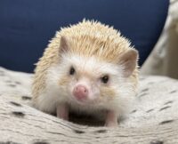 ハリネズミ（カナダ産：シナモン♀ ）超懐っこいです♪の画像4