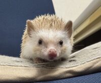 ハリネズミ（カナダ産：シナモン♀ ）超懐っこいです♪の画像2