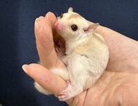 フクロモモンガの画像5