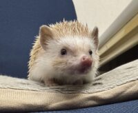 ハリネズミ（カナダ産：シナモン♀ ）超懐っこいです♪の画像11