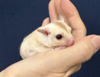 フクロモモンガの画像6