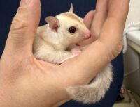 フクロモモンガの画像3