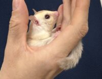 フクロモモンガの画像8