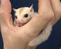 フクロモモンガの画像9