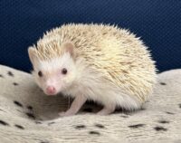 ハリネズミ（国産ベビー：シナモンパイド♀）の画像4