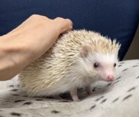 ハリネズミ（国産ベビー：シナモンパイド♀）の画像5
