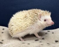 ハリネズミ（国産ベビー：シナモンパイド♀）の画像9