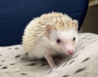 ハリネズミ（国産ベビー：シナモンパイド♀）の画像8