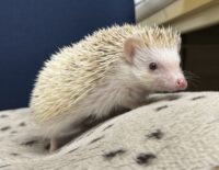 ハリネズミ（国産ベビー：シナモンパイド♀）の画像11