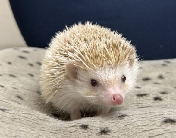 ハリネズミ（国産ベビー：シナモンパイド♀）のメイン画像