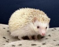 ハリネズミ（国産ベビー：シナモンパイド♀）の画像12