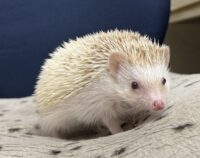 ハリネズミ（国産ベビー：シナモンパイド♀）の画像2