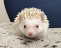 ハリネズミ（国産ベビー：シナモンパイド♀）の画像3