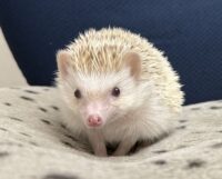 ハリネズミ（国産ベビー：シナモンパイド♀）の画像1