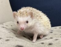 ハリネズミ（国産ベビー：シナモンパイド♀）の画像10