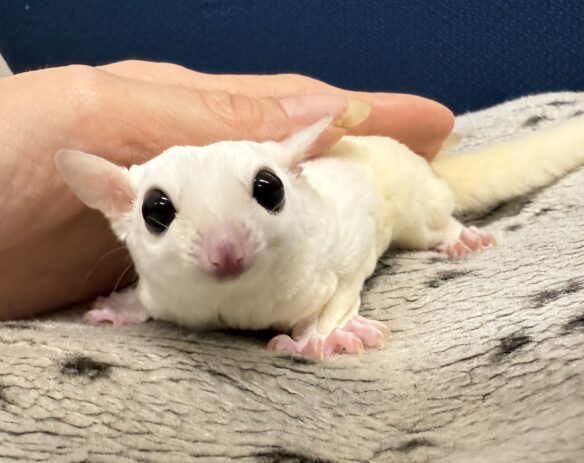 フクロモモンガのメイン画像