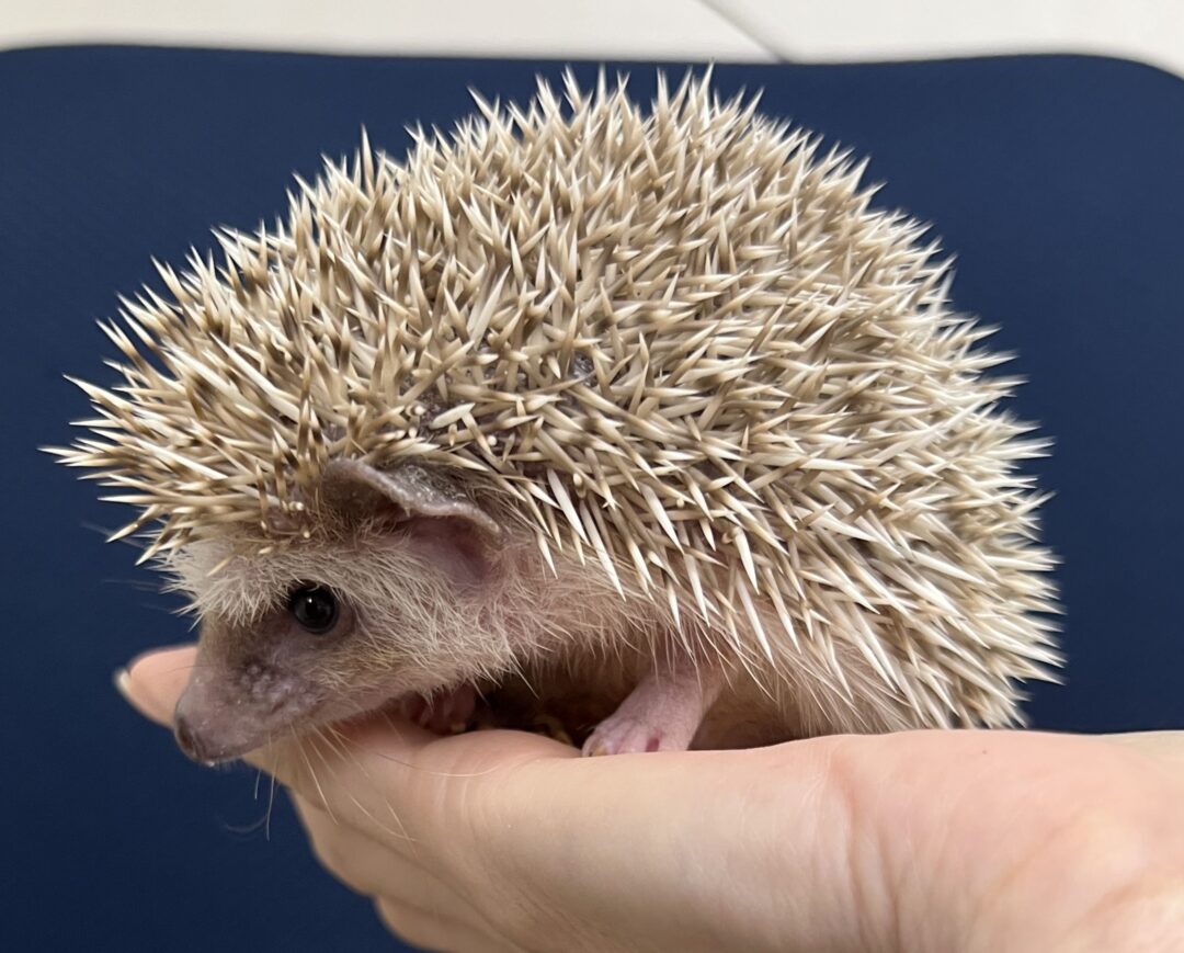 ハリネズミ ハリネズミ（国産ベビー：ブラウン♂） | ピュアアニマル