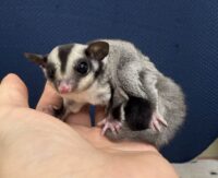 フクロモモンガの画像5