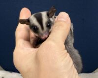 フクロモモンガの画像7