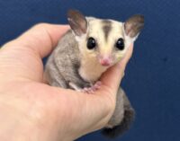 フクロモモンガの画像1