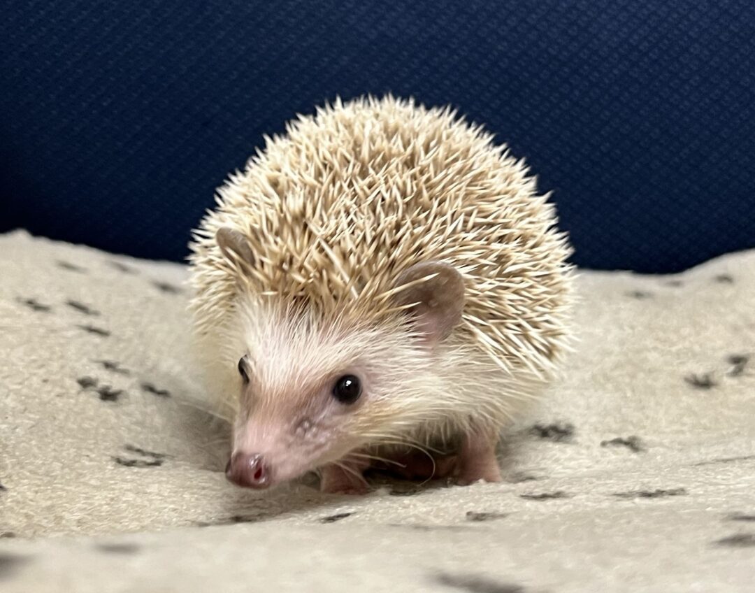 ハリネズミ ハリネズミ（国産ベビー：ブラウン♂） | ピュアアニマル