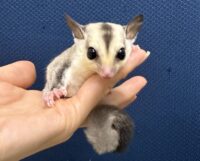 フクロモモンガの画像8