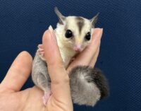 フクロモモンガの画像6